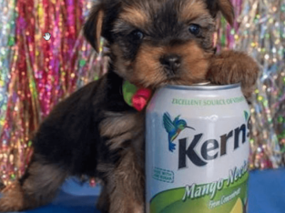 Super cute male and female teacup yorkie puppies