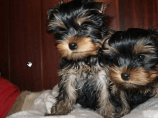 Extremely Charming Teacup yorkie PUPPIES