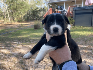 Australian Shepherd Puppy for Sale