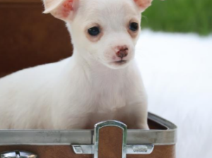 Chihuahua Puppy for Sale in Lebanon