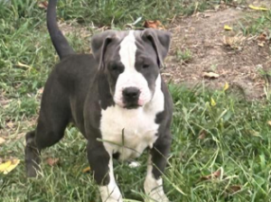 American Bully Puppy for Sale