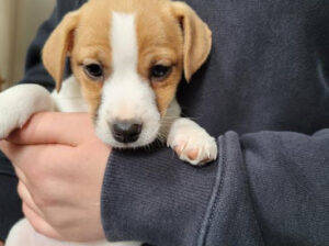 Jack Russell Terrier Puppy for Sale