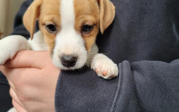 Jack Russell Terrier Puppy for Sale
