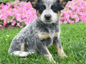 Blue Heeler Puppy for Sale