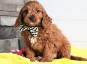 lovely family puppies cavapoo ready for good home