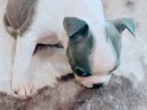 CKC blue and white frenchton puppies