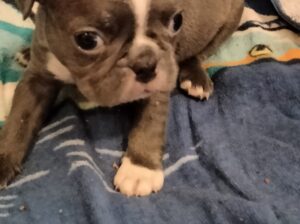 CKC frenchtons puppies