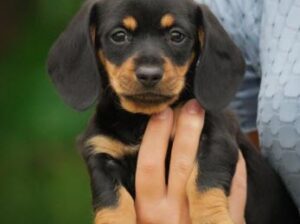 Dachshund Mini Puppy for Sale