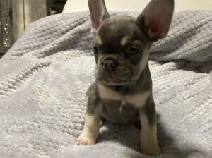 Buy Gabby (Male) Frenchie bulldog puppy online