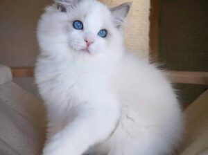 Male and female ragdoll kittens available