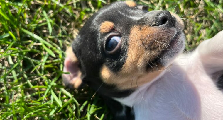 6 purebred rat terriers for sale