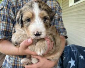 Bernedoodle Puppy for Sale