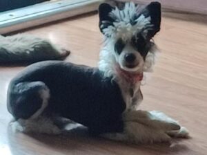 Chinese Crested Puppy for Sale
