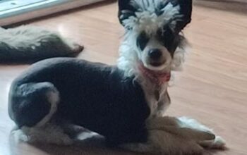 Chinese Crested Puppy for Sale