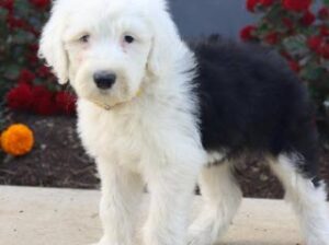 Old English Sheepdog Puppy for Sale