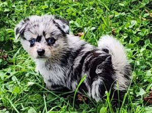 Alaskan Klee Kai Hybrid Puppy for Sale