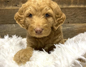 Labradoodle Puppy for Sale