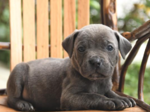 Cane Corso (Italian Mastiff) Puppy for Sale