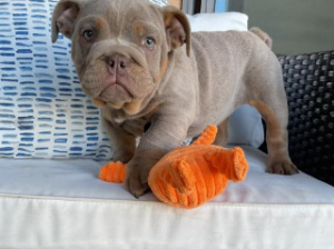 English bulldogs puppies for sale