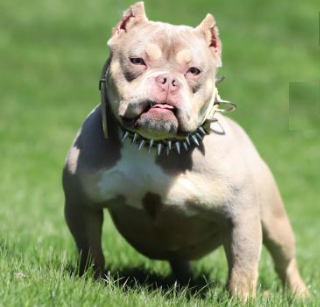 Adult Female American Bully Puppy for Sale