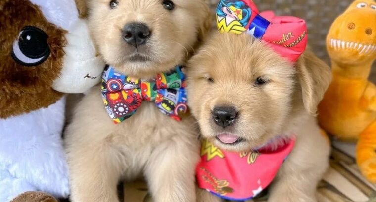 Adorable golden retriever puppies for sale
