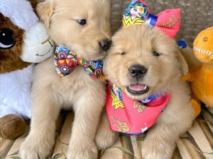 Adorable golden retriever puppies for sale