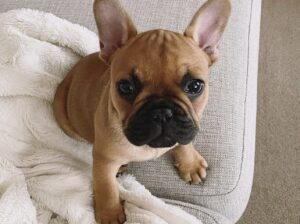 Buy Tommy Brown French Bulldog Puppy | Buy Tommy o
