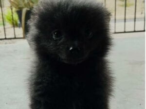 🖤 Adorable Black Pomeranian 🖤
