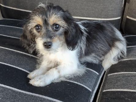 Aussiedoodle Puppy for Sale