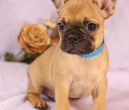 Frenchton Puppy for Sale