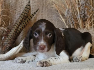 Brittany Spaniel Puppy for Sale