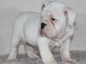 English Bulldog/Boxer Hybrid Puppy for Sale