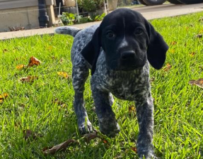 German Shorthaired Pointer Puppy for Sale