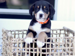 Greater Swiss Mountain Dog Puppy for Sale