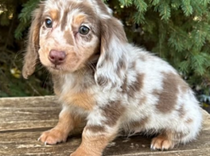Dachshund Miniature for sale in Middlebury, IN