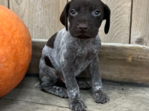 German Shorthaired Pointer for Sale- Bradford, OH