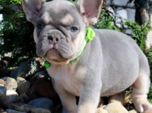 French Bulldog puppy for sale in Fresno, OH