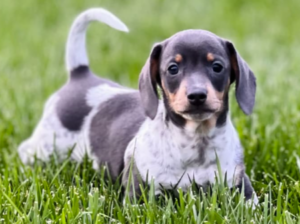 Dachshund Miniature for sale in Myerstown, PA