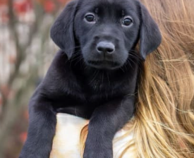 Labrador Retriever for sale in Dundee, OH