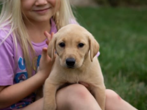 Labrador Retriever puppy for sale in Dundee