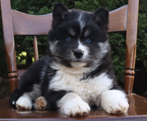 Pomsky puppy for sale in Kirkwood, PA