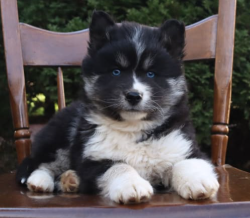 Pomsky puppy for sale in Kirkwood, PA