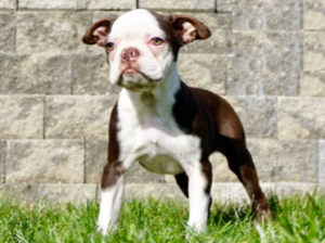 Boston Terrier for Sale in WARSAW, IN