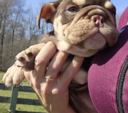 English Bulldog for sale in Circleville, NY