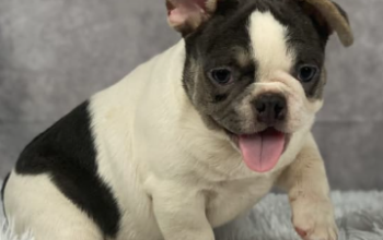 French Bulldog pupy for sale in Winesburg, OH