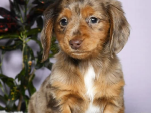 Dachshund Miniature puppy for sale in Dundee, OH
