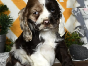 Cocker Spaniel Puppy for Sale in Fresno, OH
