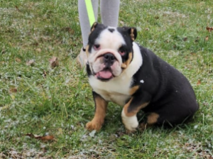 English Bulldog for sale in St Louisville, OH