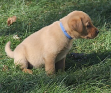 Labrador Retriever puppy for sale in Stevens, PA