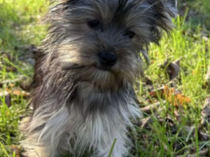 Yorkshire Terrier puppy for sale in Seaford, DE